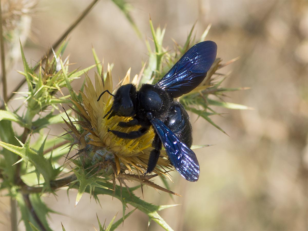 Xylocopa violacea